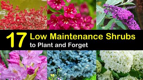 17 Low Maintenance Shrubs to Plant and Forget