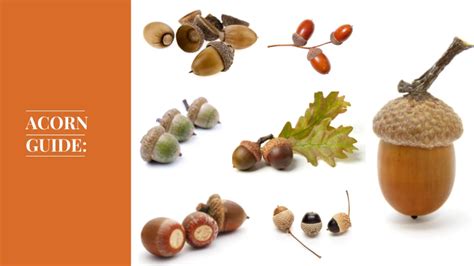 Acorn Identification Made Easy: A Guide With Images – Nut Geeks