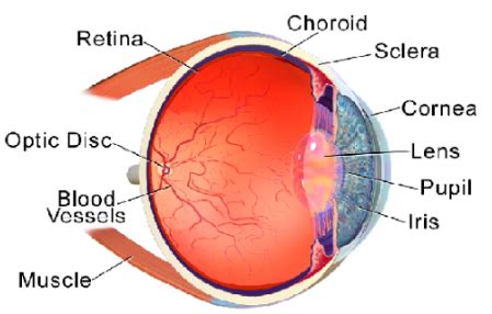 What is Sclera? Where is it present in the human eye? What is its function?