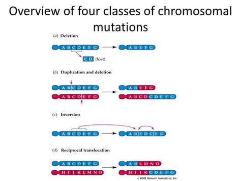 Molecular evolution