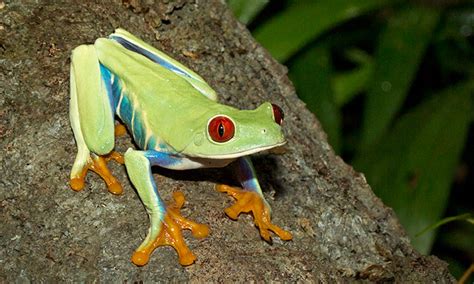 Red-eyed tree frog - San Francisco Zoo & Gardens