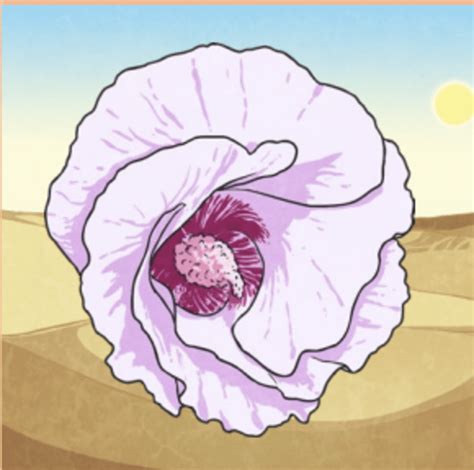 Australian Desert Flowers | Information and Resources