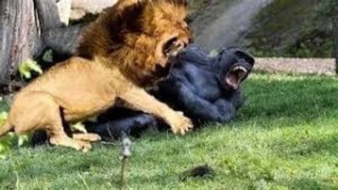 Lion Vs Gorilla Fight To Death - Lion Vs Tiger Real Fight to Death ...