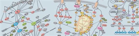 Pathways and Diagrams | Cell Signaling Technology