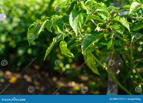 Ghost Pepper Organic Plants in the Garden Stock Image - Image of branch ...