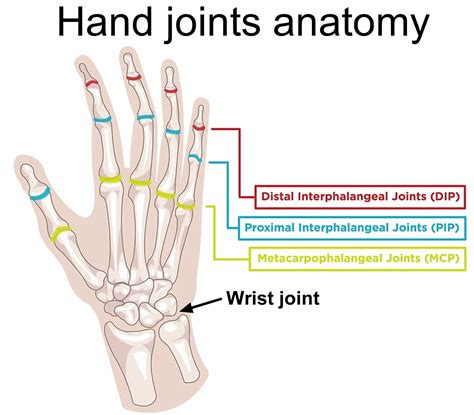 Hand And Wrist Joints