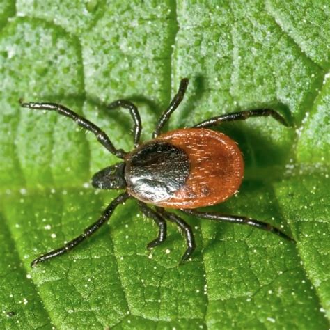 Tick Bite Prevention And Response — AP Safety Training