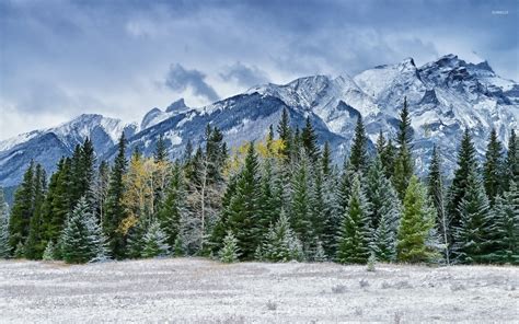 Snowy pine forest by the rocky mountains wallpaper - Nature wallpapers ...