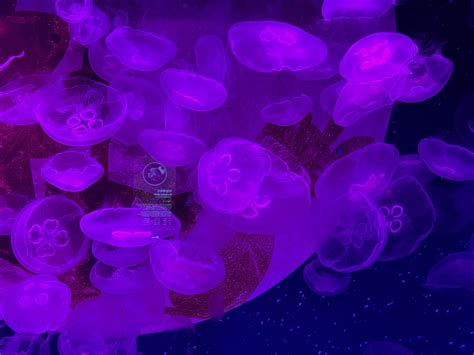 Moon Jellyfish | Sea Life Busan Aquarium