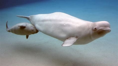 Beluga | Habitat, Diet, & Facts | Britannica