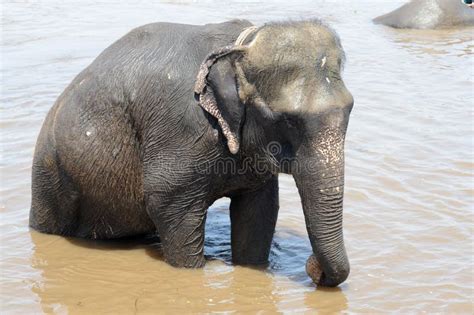 Elephant in water stock photo. Image of drink, matt, detail - 11834590