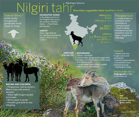 Nilgiri Tahr: Facts, Habitat, and Protection Status | RoundGlass | Sustain