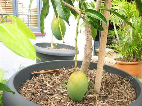 Daleys Fruit Tree Blog: How To Grow A Mango Tree in A Pot