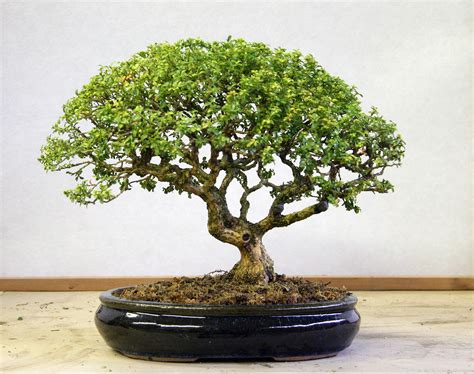 Boxwood Bonsai Care Guide | Bonsai tree, Indoor bonsai, Indoor bonsai tree