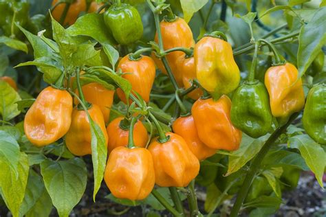 How to Grow Hot Peppers