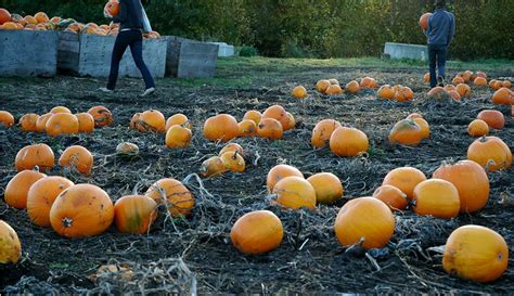 Start A Pumpkin Patch To Increase Small-Farm Profits - Hobby Farms