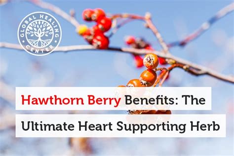 Hawthorn Berry Benefits: The Ultimate Heart Supporting Herb