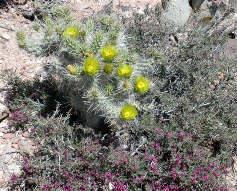 Mojave Desert in the Spring – OBLOG