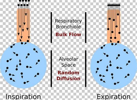 Alveolar Air Equation Pulmonary Alveolus Atmosphere Of Earth Blood ...