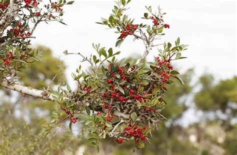 Premium Photo | Barberry shrub with red berries