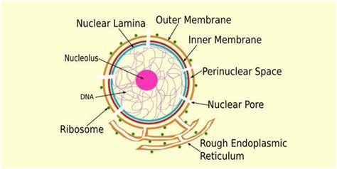 Nuclear Membrane - Structure & Function Of Nuclear Membrane