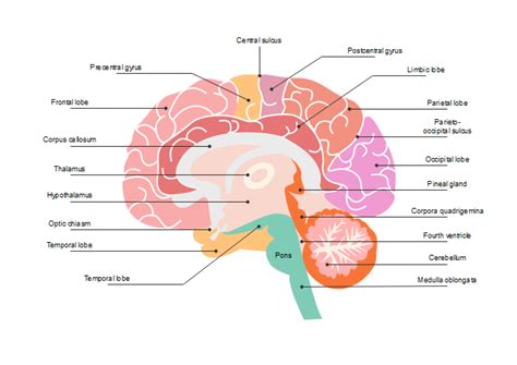 Human Brain Diagram Blank