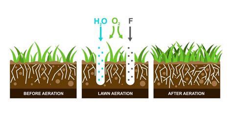 How to Aerate Your Lawn - When, Why, Tips, & Tools [Expert Guide]