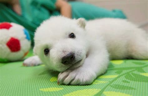 Time Lapse Video Of Adorable Baby Polar Bear Growing From 7 To 83 Days ...