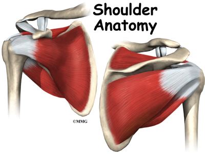 Shoulder Anatomy - eOrthopod.com