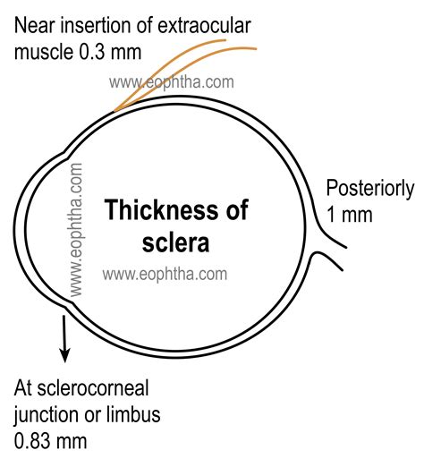 Anatomy of Sclera