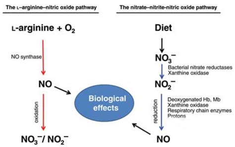 Nitrate and Nitrite Supplementation | IronMag Bodybuilding Blog