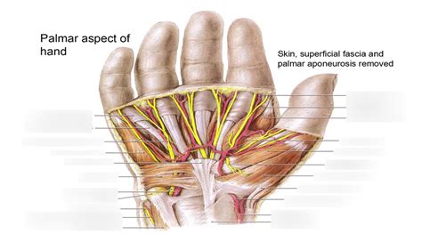 Unit 14: Palmar Aspect of the Hand Diagram | Quizlet