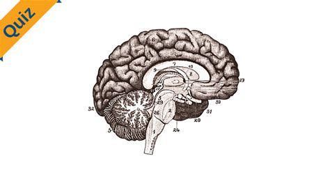 3D Brain Quiz