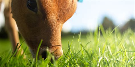 Grass fed vs conventional milk - Nurture Central