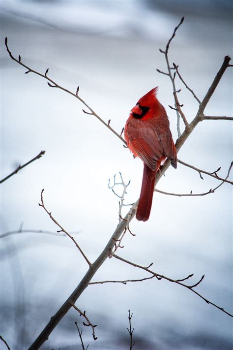 Cardinal Bird Winter - Free photo on Pixabay