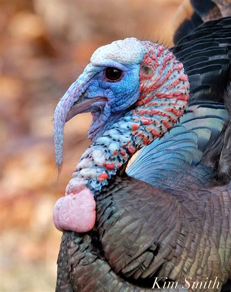 Wild Turkey anatomy | Kim Smith Films