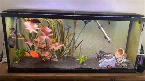 Planted african tank : r/Cichlid