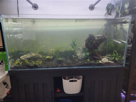 Stocking ideas for 75gal? More info in comments. : r/Aquariums