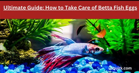 Ultimate Guide: How to Take Care of Betta Fish Eggs - Usquirk