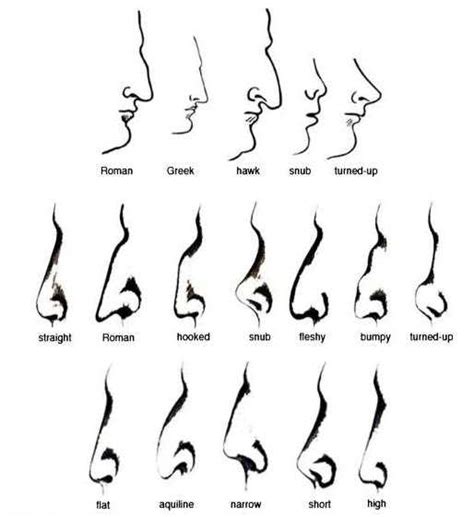 Different Nose Types