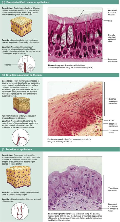 Epithelial Tissue Notes Pdf