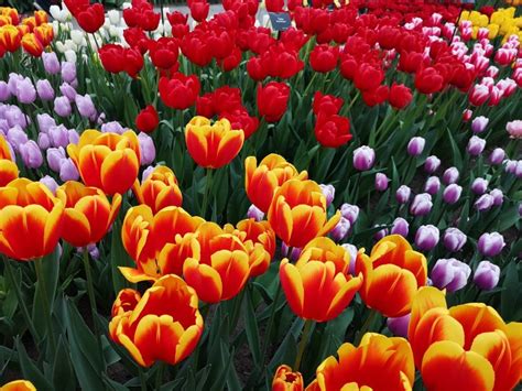 Keukenhof Gardens Today | Fasci Garden