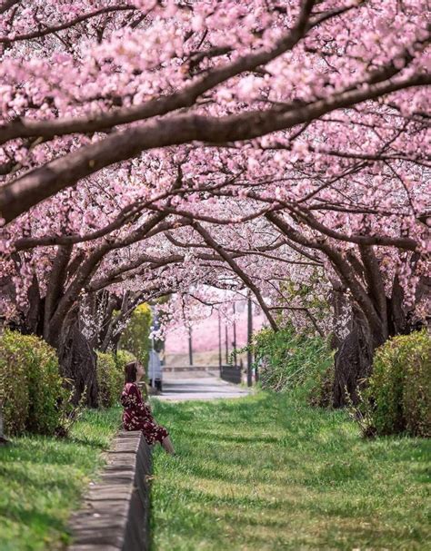 Experience Japan’s Sakura Trees in Full Bloom in 2025