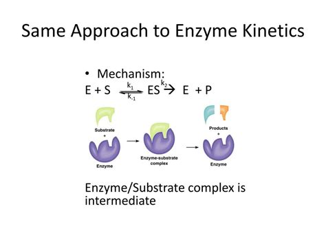 PPT - Enzyme Kinetics PowerPoint Presentation, free download - ID:2261336