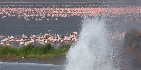 Tourist attractions in Lake Baringo national park | Kenya Wildlife ...