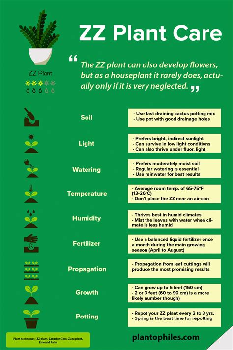 ZZ Plant Care - Best Plant Guide [+1 Free Infographic]