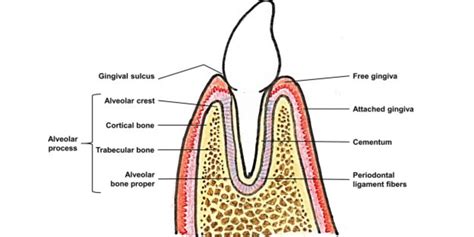 Alveolar ridge - Forest & Ray - Dentists, Orthodontists, Implant Surgeons