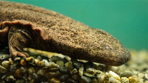 Japanese Giant Salamander | Giant salamander, Endangered animals ...