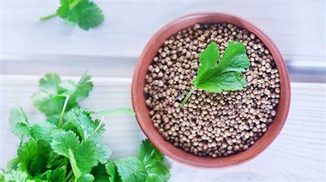 Cilantro vs Coriander: What's the Difference?