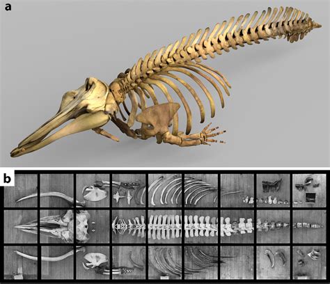 Sperm Whale Skeleton Diagram